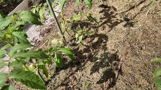 Чем подкормить томаты после высадки в грунт/Самая Важная  подкормка томатов после высадки в грунт