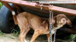 грустно до слез! бедная собака....