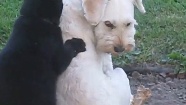 Massage spécial de La Maison des chiens