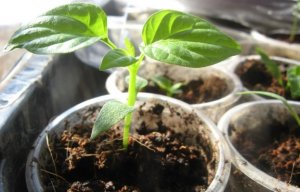 Лучшие сроки для посева Перца на рассаду согласно Лунному календарю в 2021 году