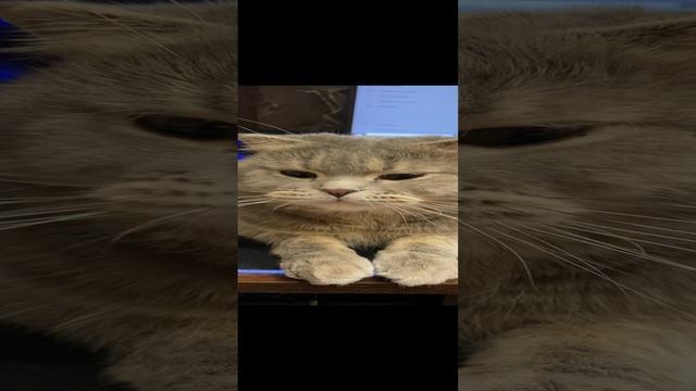 Пуша смотрит / Pusha is watching