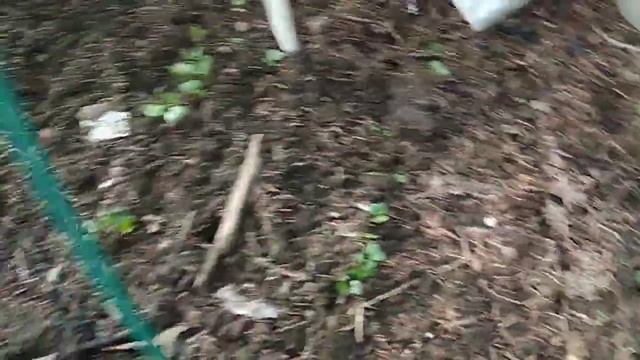 КОГДА весной уже можно САДИТЬ РЕДИС. смотреть онлайн