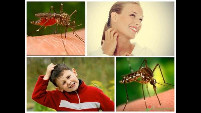 Дегтярное мыло-отличное средство против мошки и комаров. Это работает! смотреть онлайн