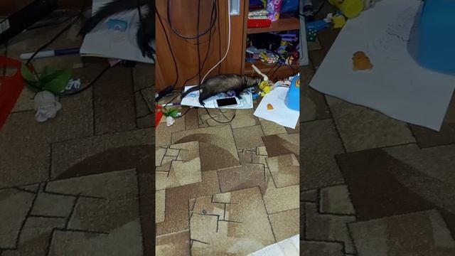 Хорек Мила и игрушки смотреть онлайн