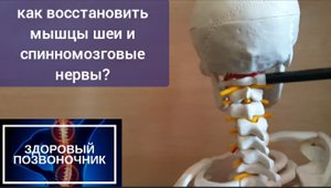 Спазмированные мышцы шеи давит на спинномозговые нервы, мешают кровоснабжению головы. Упражнения