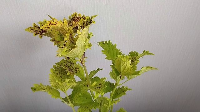 Колеус Pele Обзор сорта смотреть онлайн