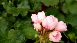 Комнатные растения.