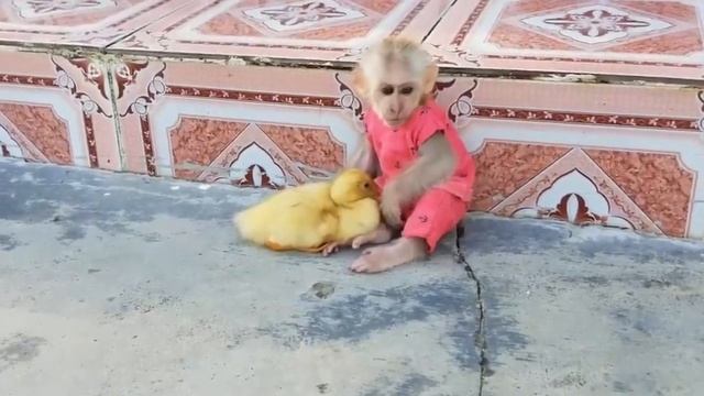 ОБЕЗЬЯНКА МАЛЫШ И ЕГО ДРУГ УТЁНОК 5 смотреть онлайн