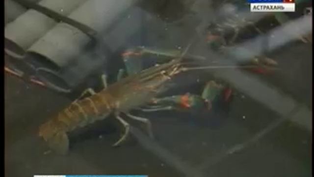 В Астраханской области украли австралийских раков смотреть онлайн