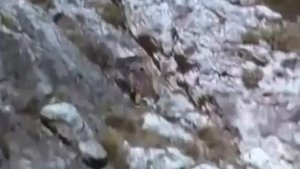 Охота с беркутом на лису