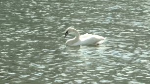 Белые лебеди на пруду