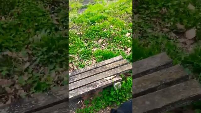 Дворовые собаки, какие они?(«Жизнь бездомных собак»?). Продолжение следует.
