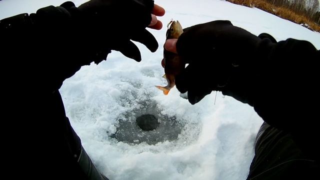 Ловим ОКУНЕЙ как СПОРТСМЕНЫ, Рыбалка на Кобру? смотреть онлайн