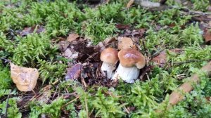 Массовый Выход Белого Гриба. Сбор Боровиков в Беларуси 5-6 Сентября 2020. Mass Output of Porcini. 4