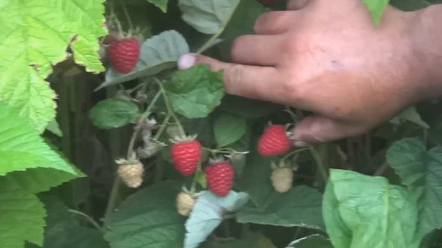 Малина сорт Метеор смотреть онлайн