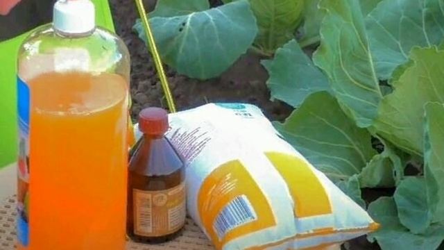 КАПУСТА РАСТЁТ НА ГЛАЗАХ БЕЗ ВРЕДИТЕЛЕЙ И БОЛЕЗНЕЙ! РАСТВОР ДЛЯ ПОДКОРМКИ И ЗАЩИТЫ КАПУСТЫ смотреть онлайн