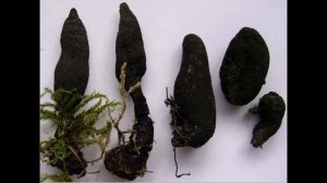 Xylaria polymorpha