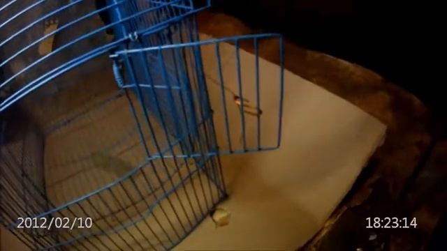 Как изловить крыс? смотреть онлайн