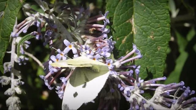 The Pieris Brassicae Butterfly смотреть онлайн