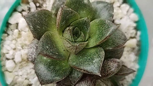 💚Echevería Purpusorum 💚#echeveria #suculentas #argentina смотреть онлайн