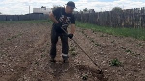 как правильно окучивать картофель тяпкой
