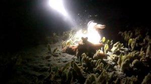 Night Dive at Dasoudi Beach (Limassol) - Cuttlefish, Octopus and more.