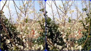 3D video, White Plum blossom, Prunus mume, 3D, VR, Stereogram, Magic eye, 3D SBS, 4K, 매화 매직아이