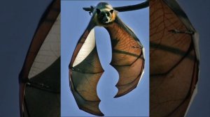 Самая большая Летучая мышь Размером с человека.