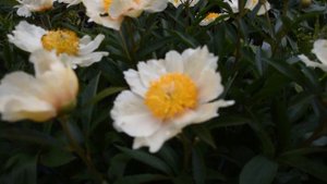 Пион Clair De Lune