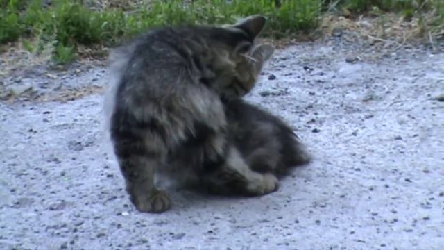 Коты на улицах (Kot Kot "Na Kochke" full album) смотреть онлайн