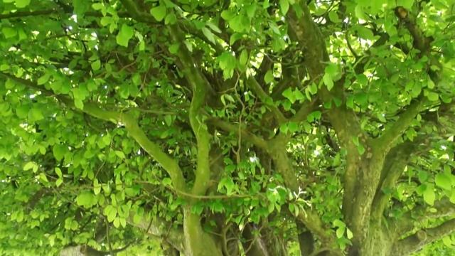 Persian ironwood (Parrotia persica) - tree - May 2017 смотреть онлайн