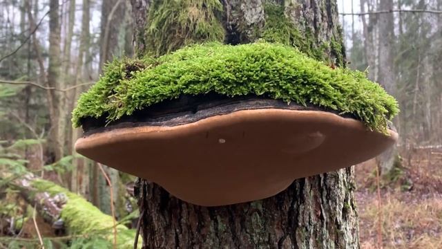 ЧАГА - ЭТО НЕ ГРИБ!!! СМОТРЕТЬ ПОЛНОСТЬЮ!!! (Познавательно!) Birch tinder fungus!