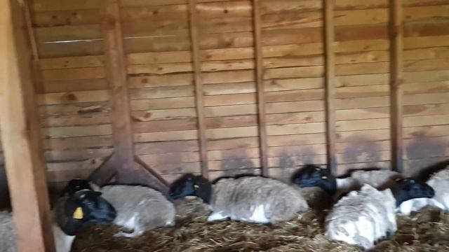 рождение ягнёнка чистопородного Дорпера, все начинается с Баранчика... смотреть онлайн