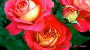 Роза флорибунда Мидсаммэ (rose midsummer) ? роза Мидсаммэ обзор: как сажать саженцы розы Мидсаммэ