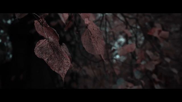 Canon EOS 80D Videography Reel - "Misty Autumn" смотреть онлайн