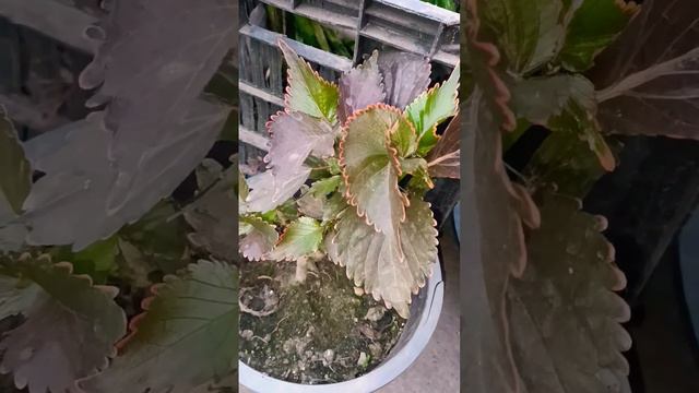 Acalypha plant