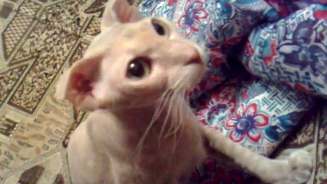 Руна играет с мышкой.Кошка породы УКРАИНСКИЙ ЛЕВКОЙ