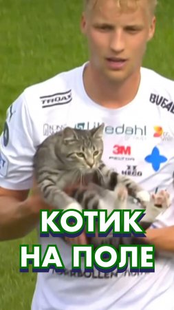Кот выбежал на поле в Швеции #новости #кошки #новости #футбол