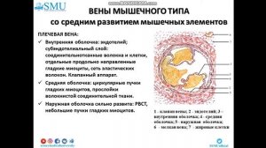 Гистология вен