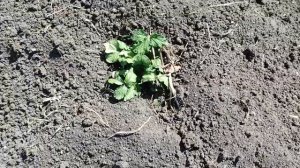 Почему я окучиваю картофель ЧЕТЫРЕ раза. Как это влияет на урожай картофеля.