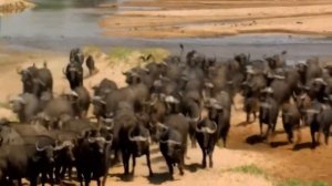 БУЙВОЛЫ ДАЮТ ОТПОР ЛЬВАМ! Самые Эпичные Битвы Буйволов Против Львов