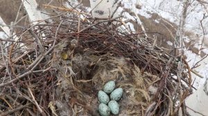 Ворон 160311 1 на березе за Кисьвой гнездо с яйцами, съемка с рук 7