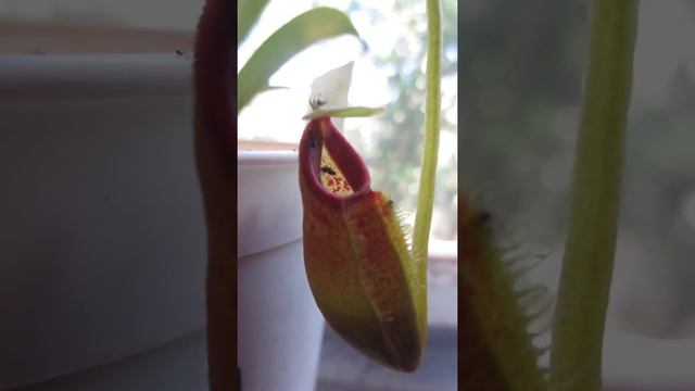 Ants parade into a carnivorous Nepenthes Spathulata x Aristolochioides смотреть онлайн