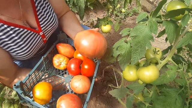 Сорта и гибриды томатов для теплицы смотреть онлайн