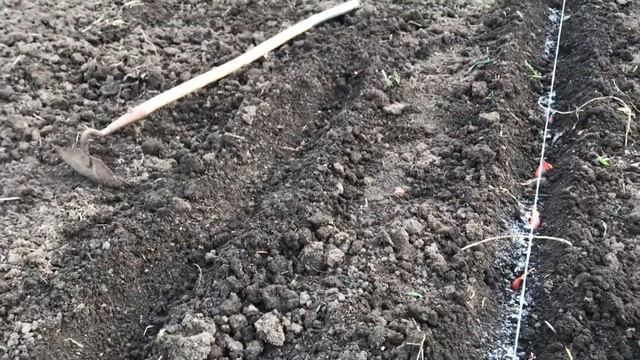 Посадка лука ШАЛОТ(семейный)