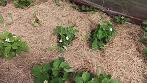 Клубника на соломе