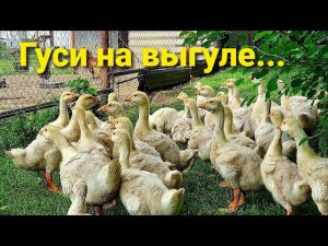 Гуси чуть не замёрзли и переехали в коммуналку. А утки в их домик.