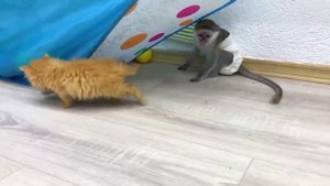 Малышка обезьяна Сьюзи волнуется, чтоб котенок потеряется без мамы кошки