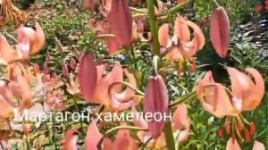 Лилии мартагон:Альбум и Хамелеон.