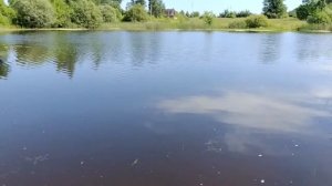 Лето в Липецкой области, Чаплыгинский район, село Буховое. Сосновые леса, природа, речка, Иван-чай.